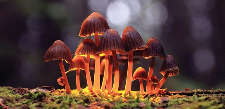 The Strongest Shrooms on the Market: The Power of Psilocybin
